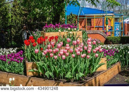 Tulip Alley In The Kropyvnytskyi Arboretum, Ukraine