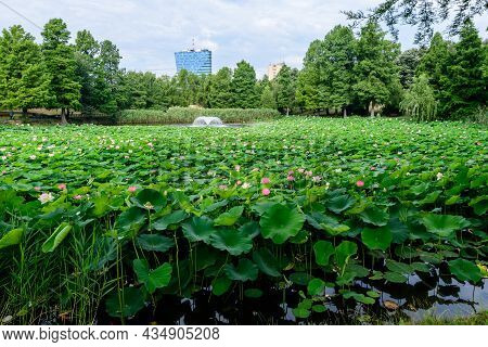 Vivid Pink And White Water Lily Flowers (nymphaeaceae) In Full Bloom And Green Leaves On A Water Sur