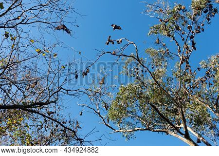 Grey-headed Flying Foxes Hanging In A Tree. Australian Native Animal Mega Bat