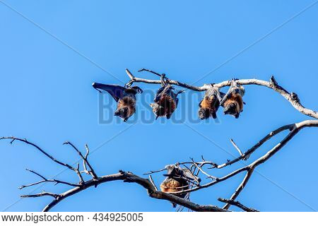 Grey-headed Flying Foxes Hanging In A Tree. Australian Native Animal Mega Bat