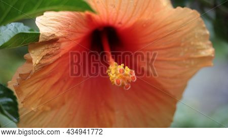 Extreme Macro Of The Stamen Of The Flower Of Chinese Hibiscus, China Rose, Hawaiian Hibiscus, Rose M