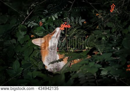 Close Up Of A Red Fox (vulpes Vulpes) Cub Smelling Rowan Berries In Late Summer, Uk.