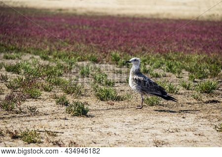 A Seagull On The Field