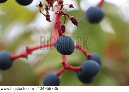 Extreme Macro Of Virginia Creeper, Victoria Creeper, Five-leaved Ivy, Or Five-finger (parthenocissus