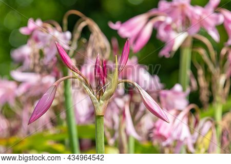 Crinum Moorei Flowers