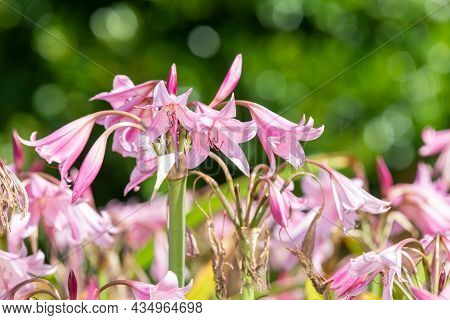 Crinum Moorei Flowers
