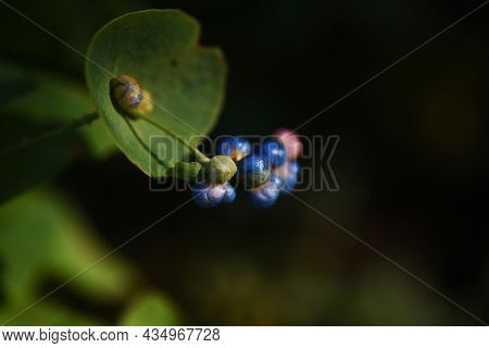 Persicaria Perfoliata Berries. Polygonaceae Annual Vine Plants.