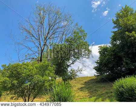 Schellenberg, Liechtenstein, July 28, 2020 Natural Scenery With Trees On A Green Meadow