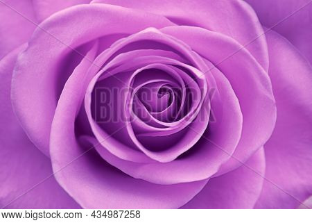 Buds of lilac rose close-up.Focus on senter and on the edges of petals of the bud. Purple eustoma flower. Purple rose petals. Blue Rose