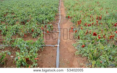 Chili farm