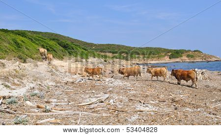 Herd Of Cows On A Beach