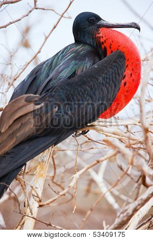 Close up of male magnificent frigatebird with inflated throat pouch