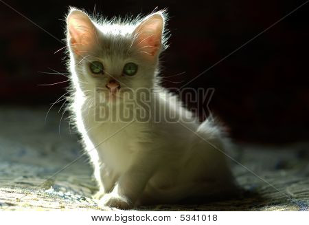 Dolce gattino piccolo bianco 1