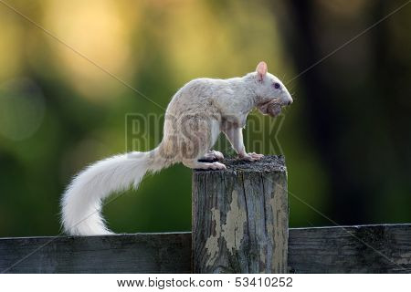 White Squirrel