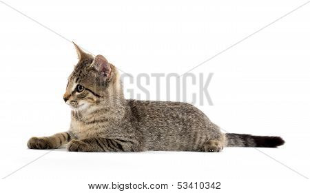 Cute Tabby Kitten