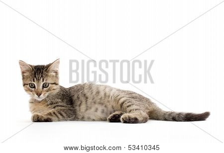 Cute Tabby Kitten