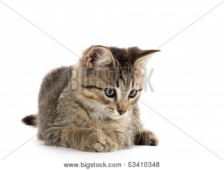 Cute Tabby Kitten