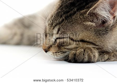 Cute Tabby Kitten On White