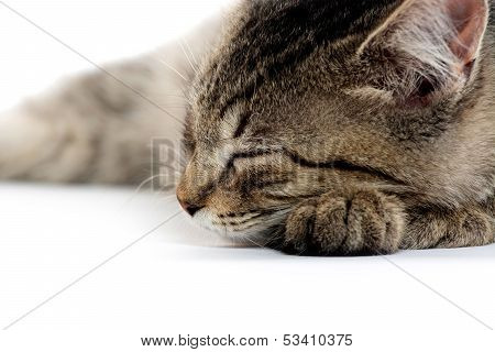 Cute Tabby Kitten On White