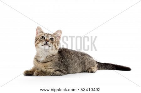 Cute Tabby Kitten
