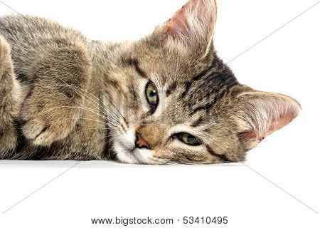 Cute Tabby Kitten On White