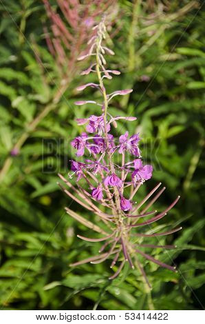Willowherb, Epilobium Angustifolium