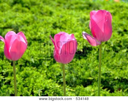 Tre Pink tulipaner