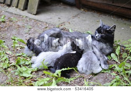 Cat Mom Nursing Kittens