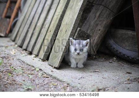 Blue Eyed Kitten Looking Relaxed