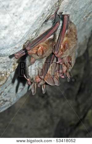Bats