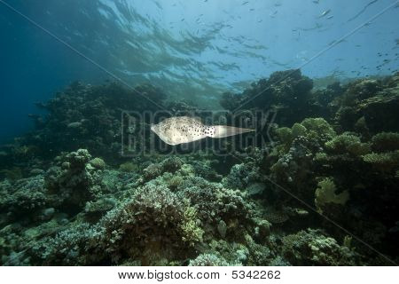 Oceán, korály a načmáral Filefish
