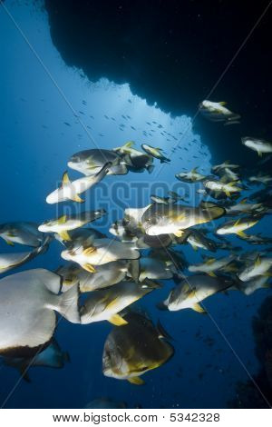 Oceano, corallo e Orbicular Spadefish