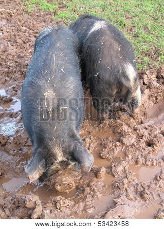 Pigs In The Mud
