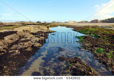 Tidepool