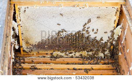 Bees In Open Beehive