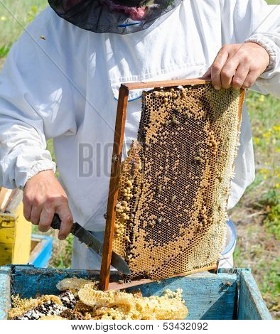 Beekeeper At Work