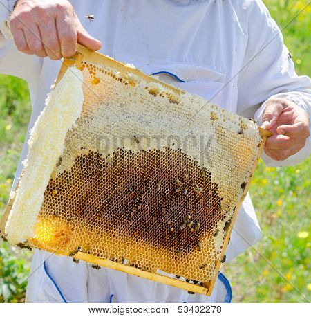 Beekeeper At Work