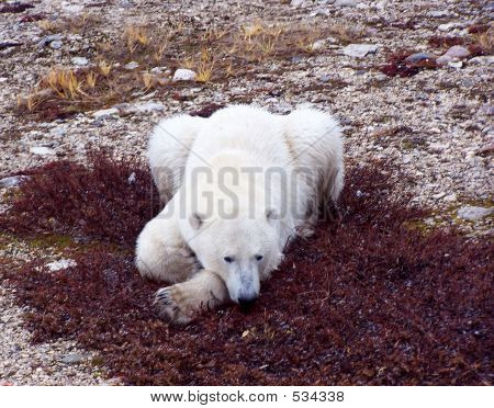Oso polar (en otoño)