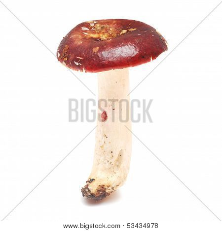 Russula Xerampelina