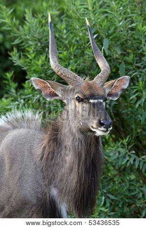 Nyala Antelope Portrait