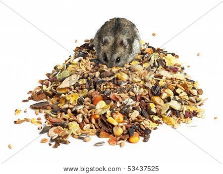 Djungarian Hamster eating