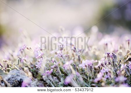 Amazing Sunrise Over A Field Of Wild Flowers