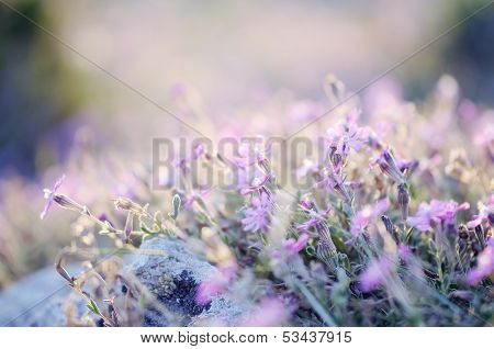 Amazing Sunrise Over A Field Of Wild Flowers