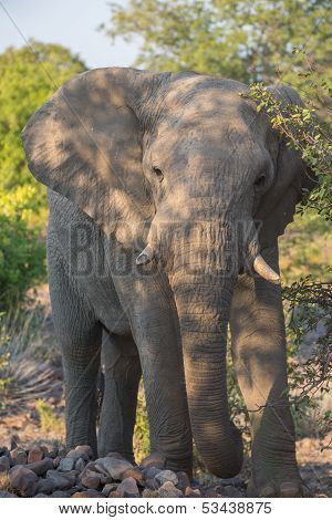 Angry elephant