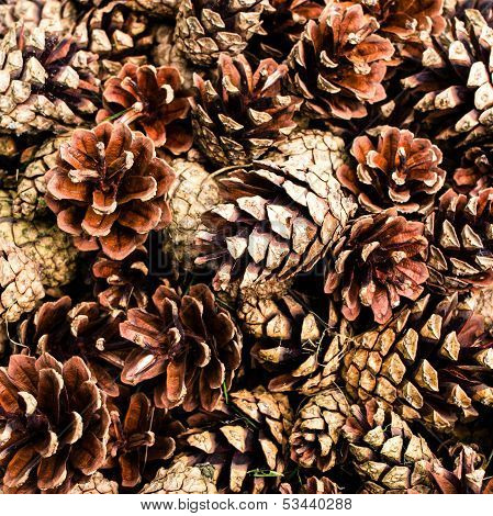 Collection Of  Brown Pine Cones For Backgrounds Or Textures. Close Up