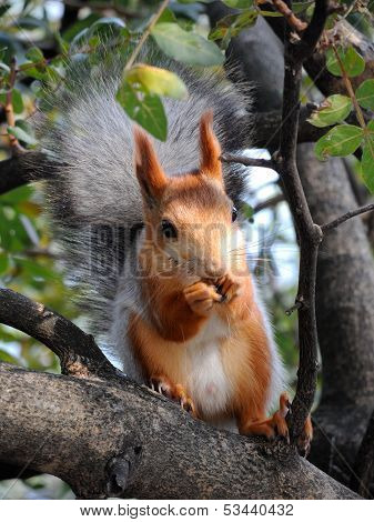 Red squirrel eating on the tree