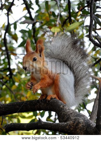Red squirrel eating on the tree