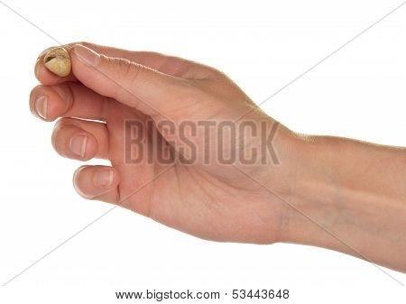 Salted and roasted pistachio nuts in a hand