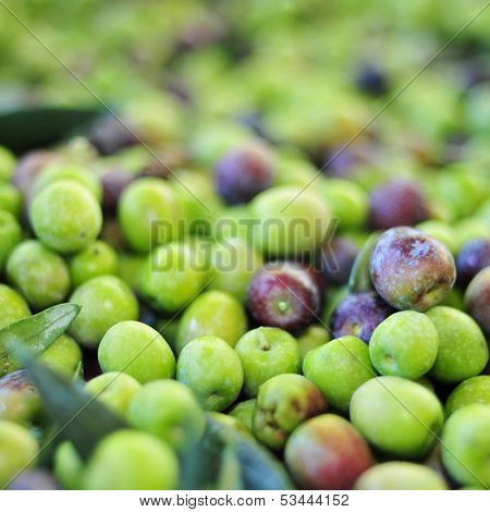 a pile of arbequina olives after harvesting