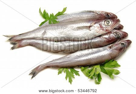 Fresh whiting